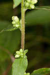 White goldenrod